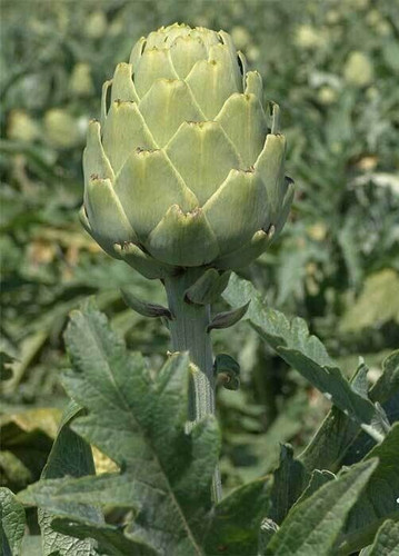 Artichoke seeds imperial - seeds,
